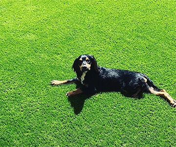 Artificial Grass Southampton Hampshire 360x301